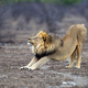Illustration for article titled Drought Forces Lions Into Desperate Hunt